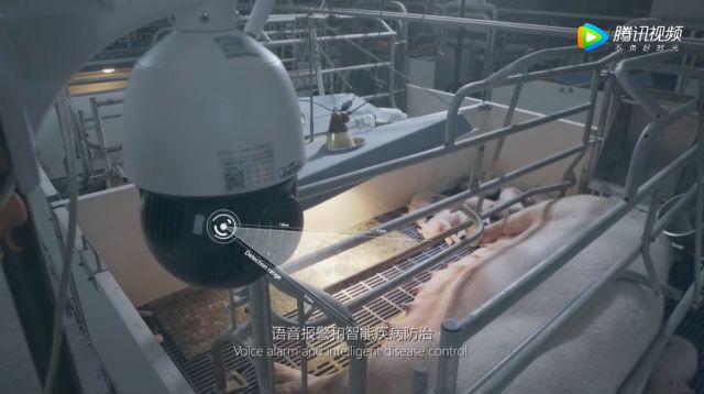 华为、阿里、京东、网易都在农村做这事，“智能养猪搞得好，漂亮媳妇娶得早！”