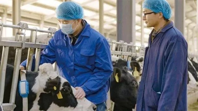 华为、阿里、京东、网易都在农村做这事，“智能养猪搞得好，漂亮媳妇娶得早！”