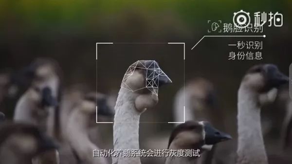 华为、阿里、京东、网易都在农村做这事，“智能养猪搞得好，漂亮媳妇娶得早！”