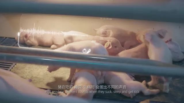 华为、阿里、京东、网易都在农村做这事，“智能养猪搞得好，漂亮媳妇娶得早！”